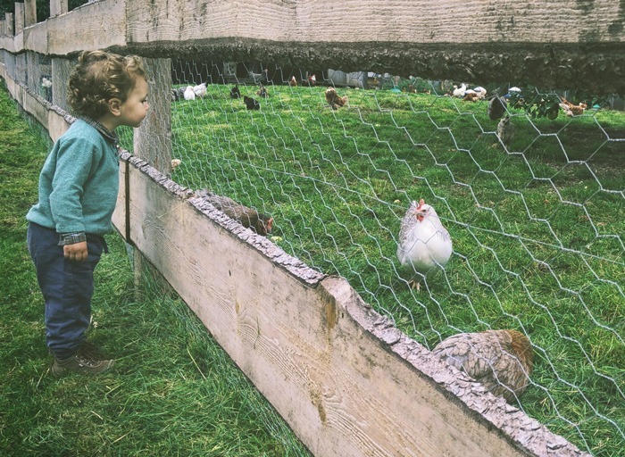 Bébé regardant des poules