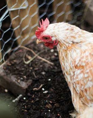 Poule protégée par grillage