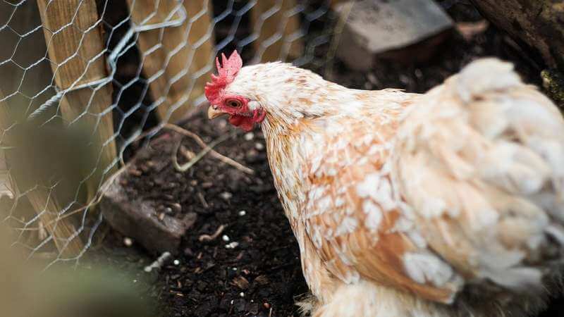 Grillage à poules — hauteur de 1 m 50