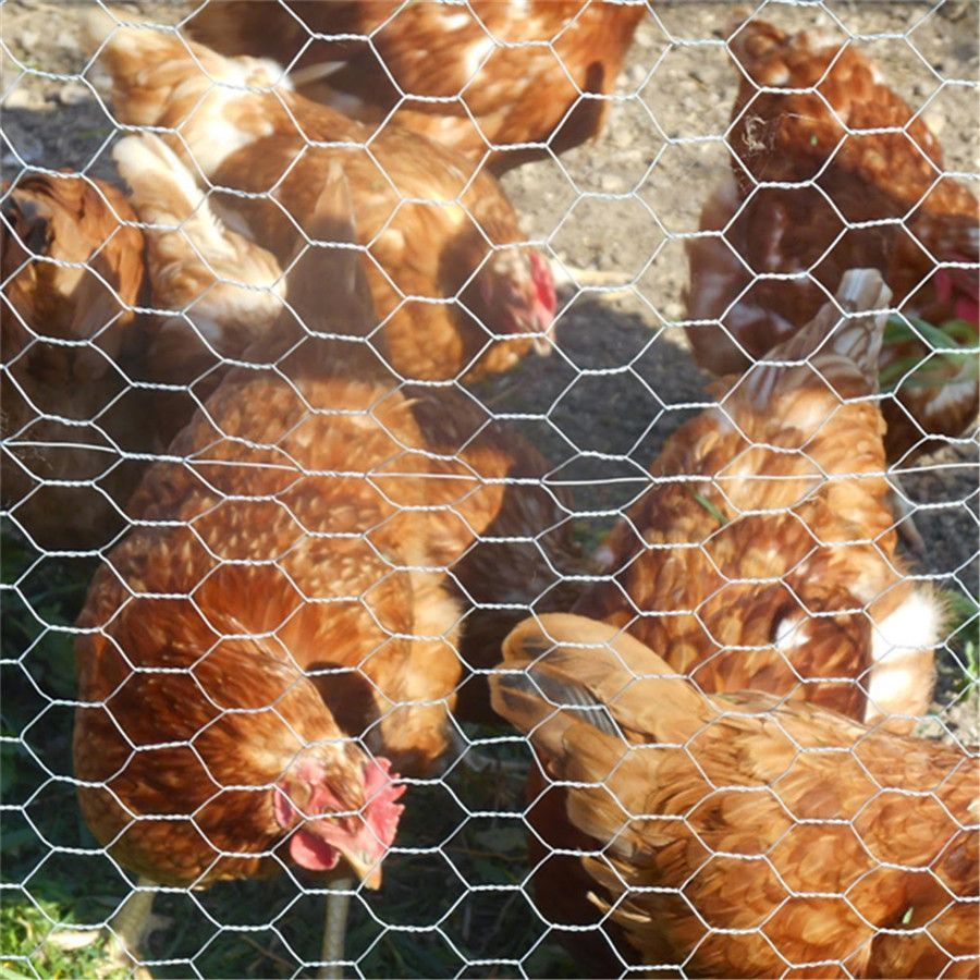 Grillage pour poules triple torsion Zen Farm