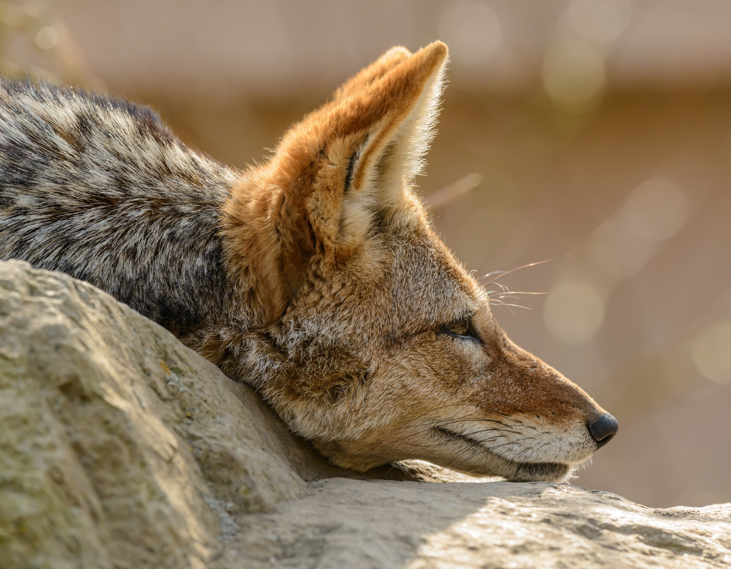 Prédateur renard