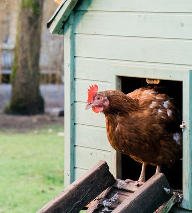 Poule sortant de son poulailler en bois