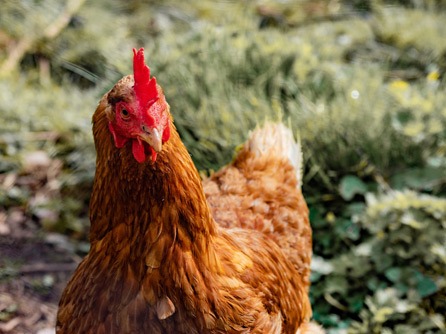 Poule rousse en liberté