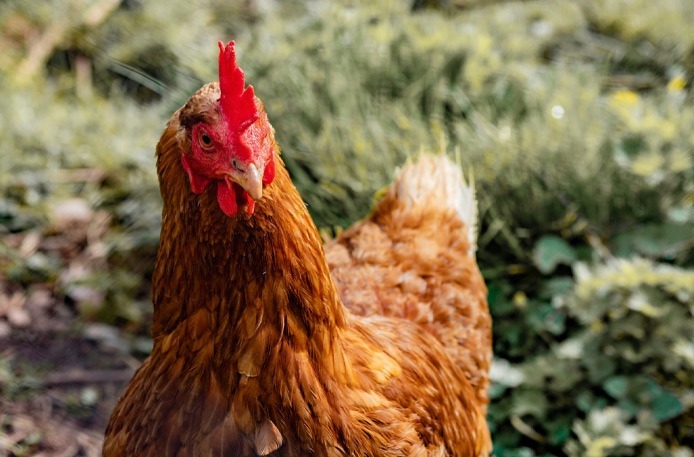 Poule rousse élevée en plein air