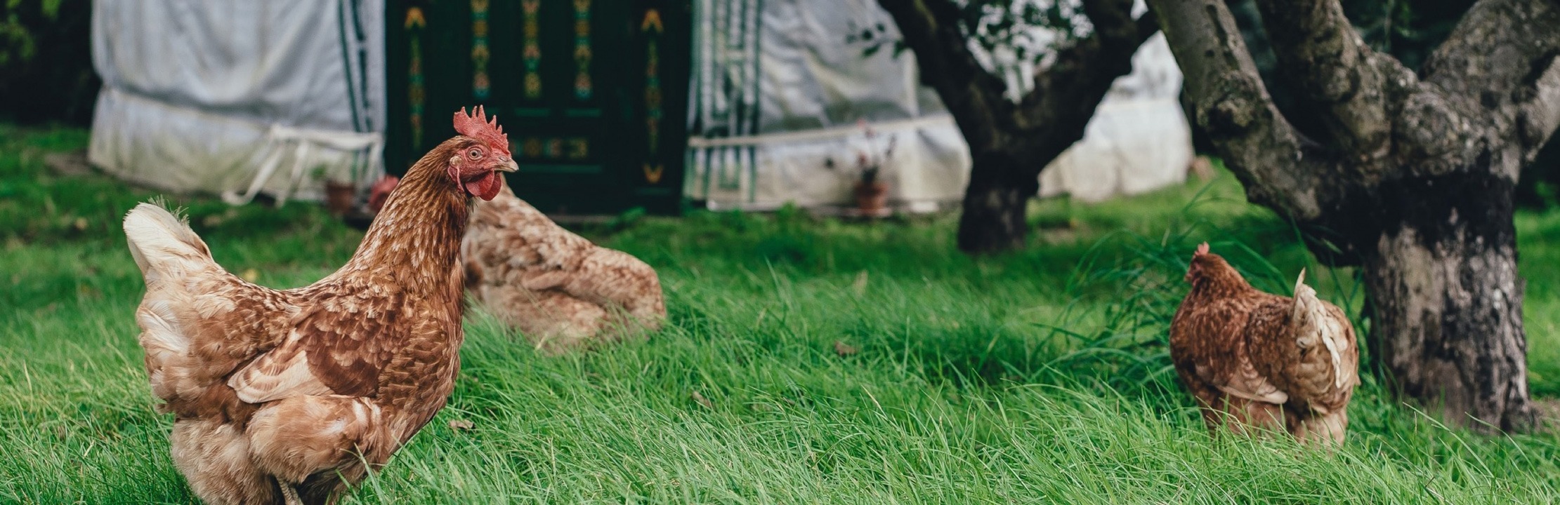 Poules élevées en liberté