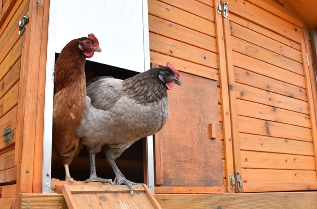 Entrée poulailler avec poules