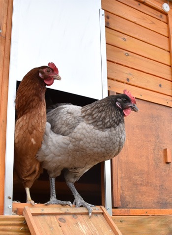 Poules sortant de leur poulailler