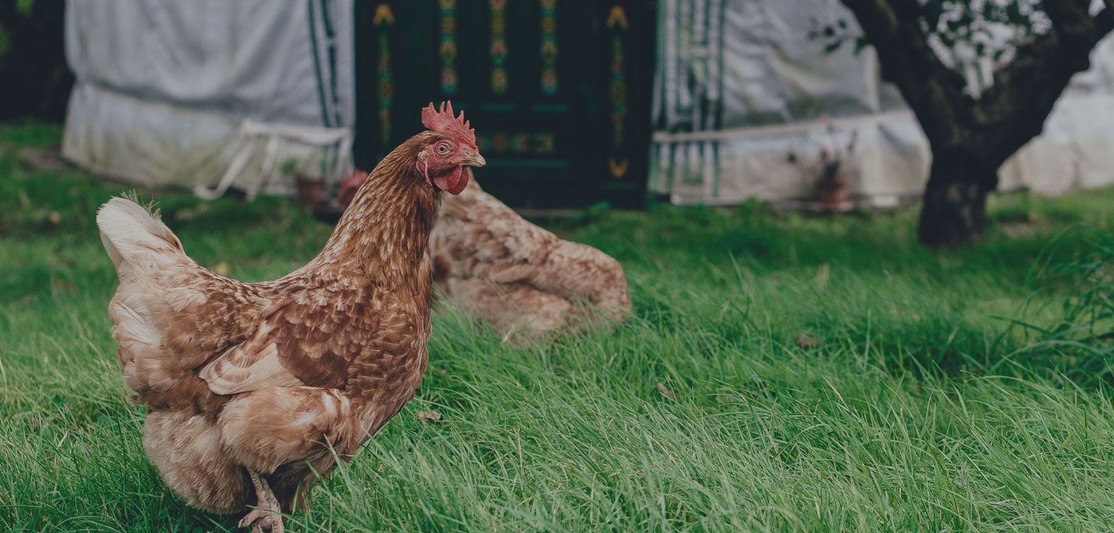 La nouvelle marque de référence pour la sécurité des poules