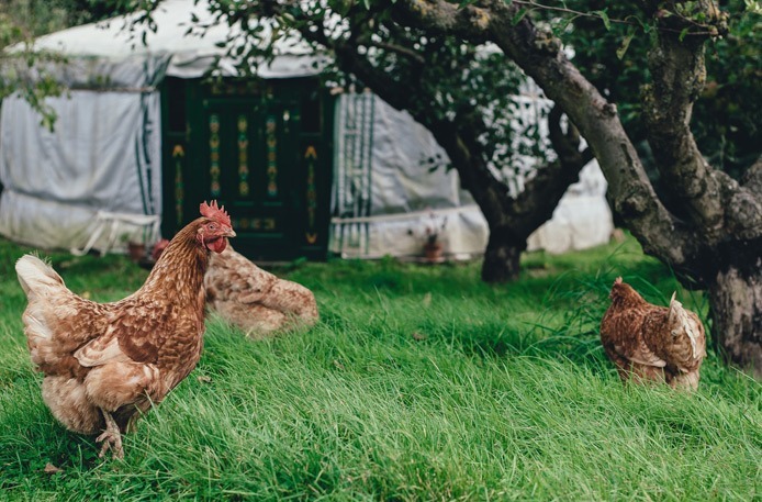 Poules élevées en plein air
