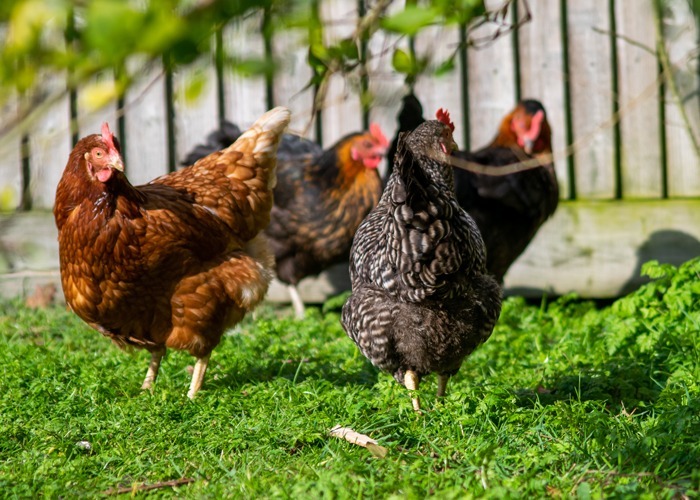 Poules qui se promènent dans le jardin