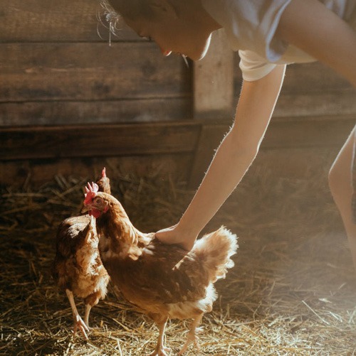 Quels Sont Les Predateurs Des Poules Zen Farm Quels Sont Les Predateurs Des Poules Zen Farm