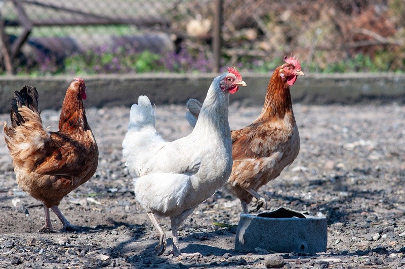 Créer un parc grillagé pour protéger ses poules