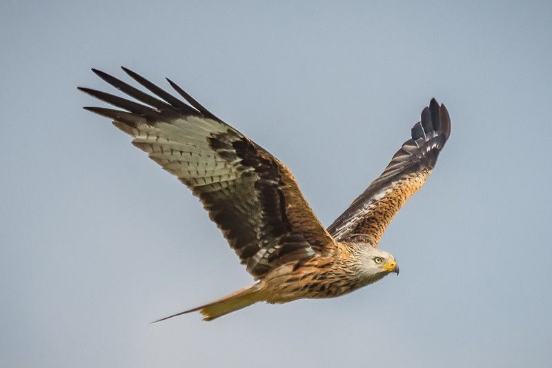 sécuriser son poulailler des rapaces
