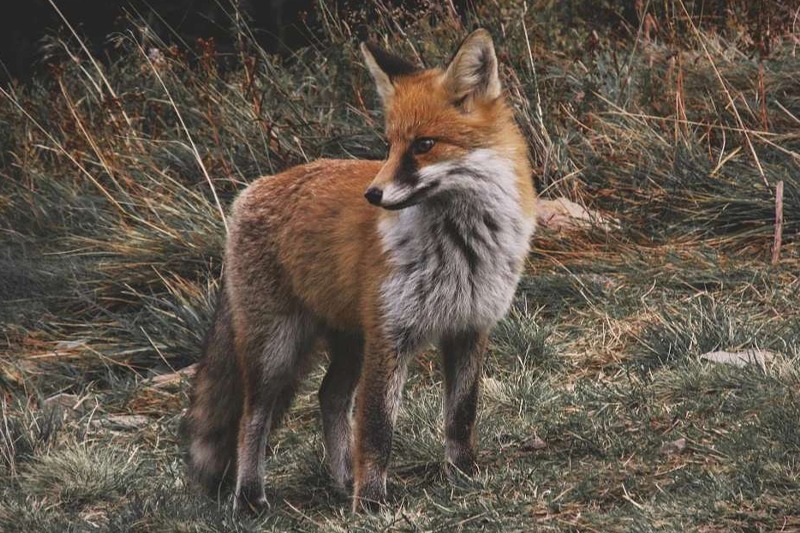Le renard est le prédateur terrestre des poules