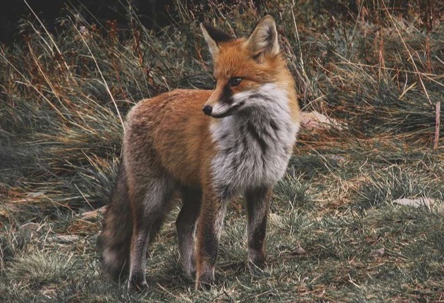 Le renard : prédateur de la poule