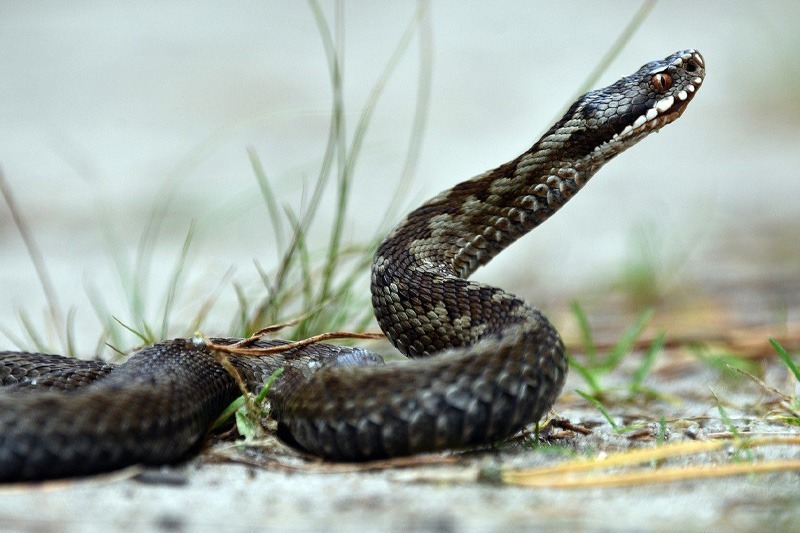 la vipère : prédateur rampant des poussins
