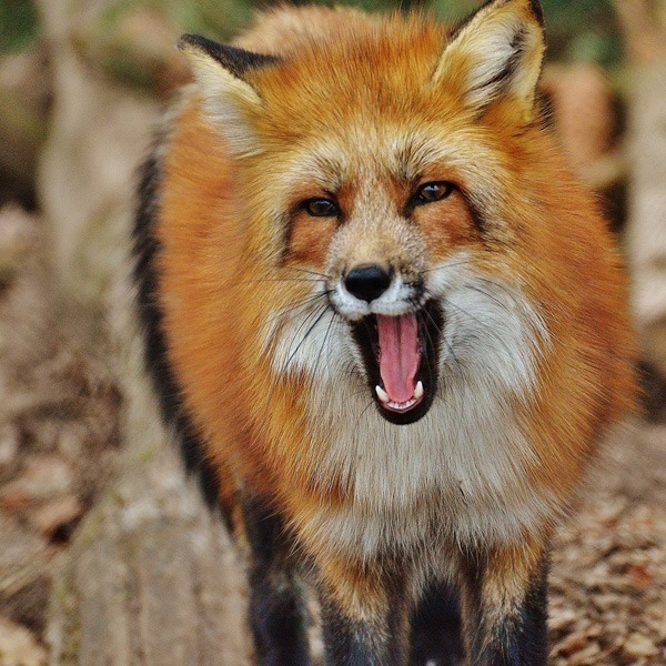 Comment éloigner efficacement les renards du poulailler