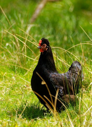 Poule noire qui se promène dans le jardin