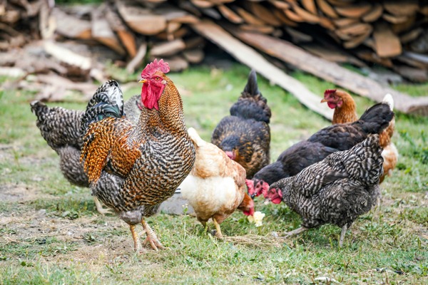 Filet à poules – Longueur 25 m