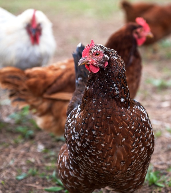 élevage de 4 poules