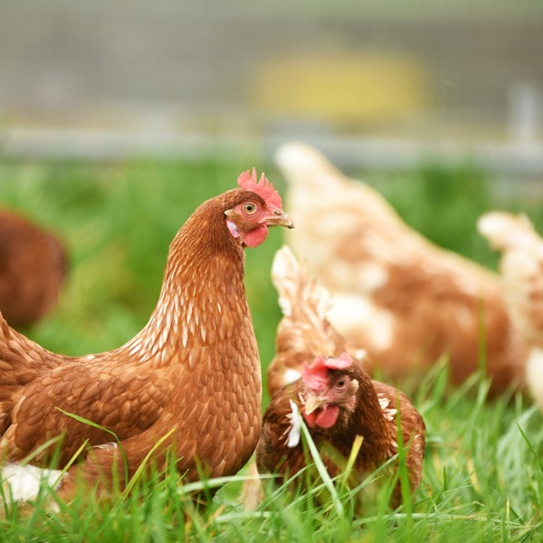 élevage de poules rousses dans le jardin