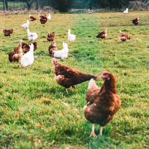 Grand élevage de poules