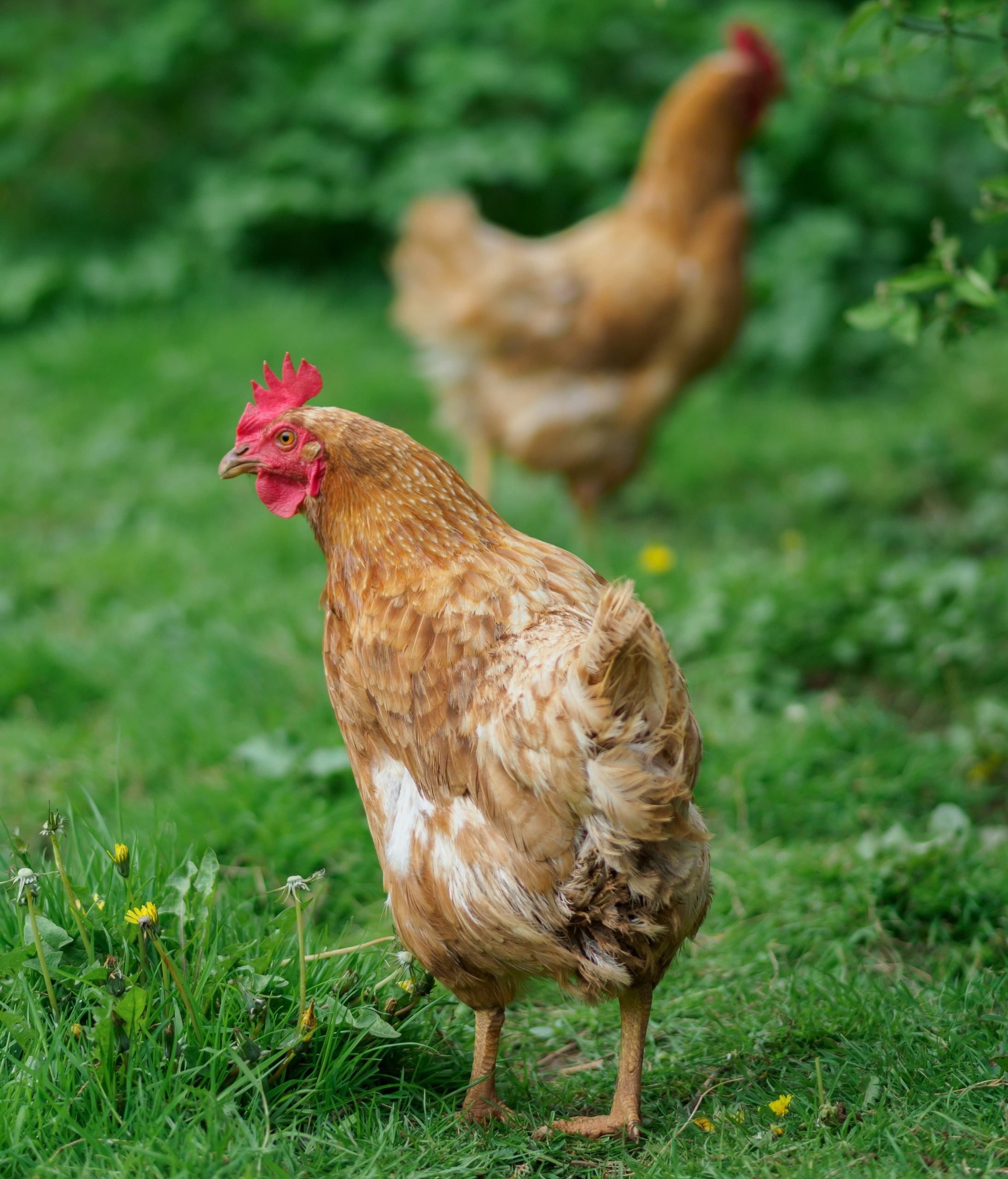 poules qui se promènent dans herbe