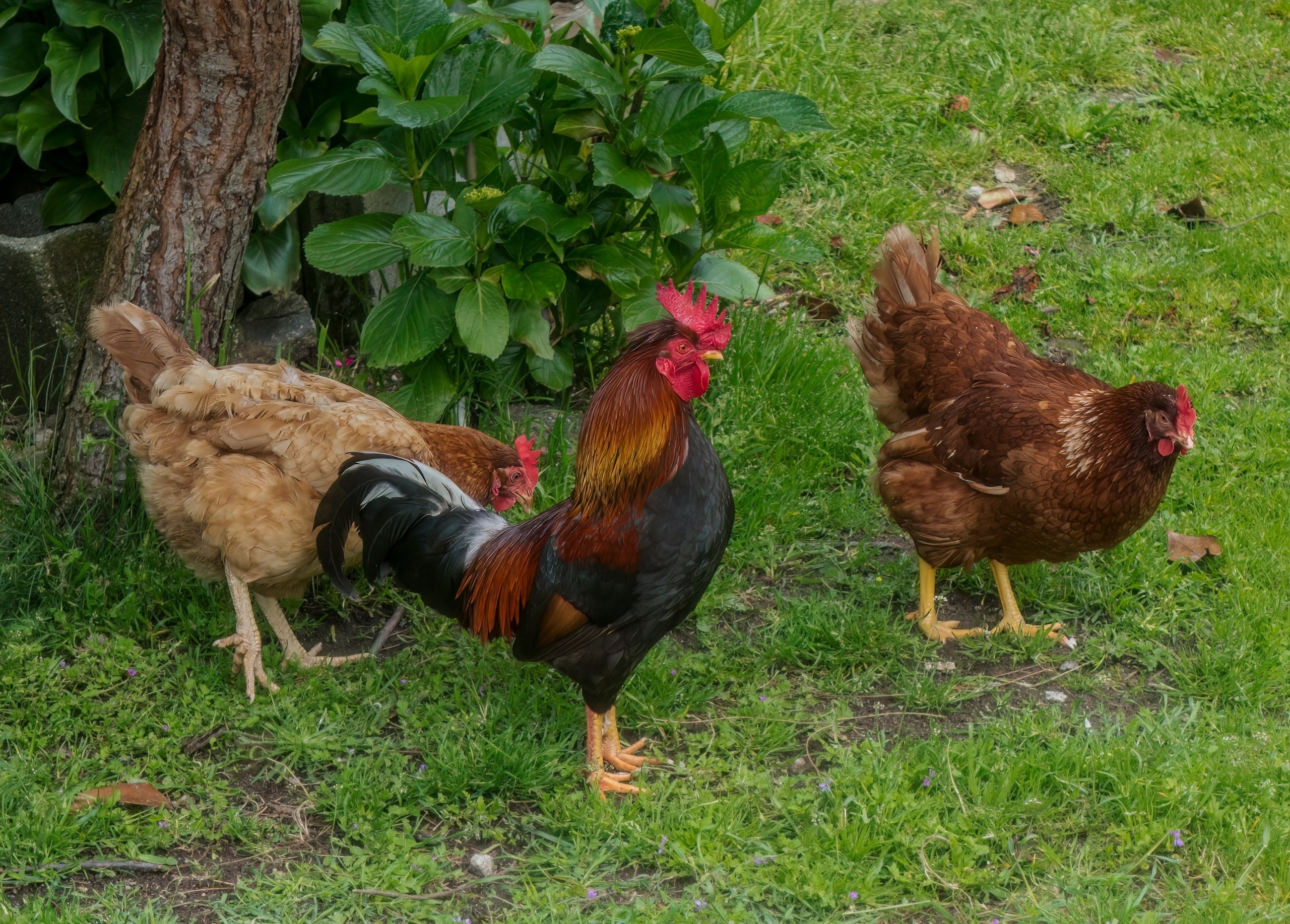 trois poules qui picorent dans herbe